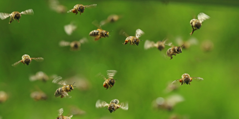 navigate your way around bees and avoid bee swarms