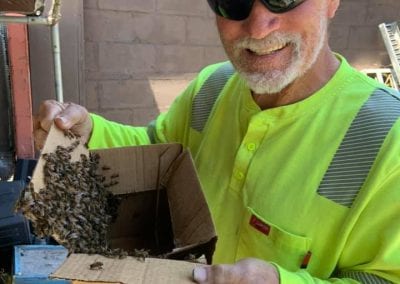 Humane Bee Removal