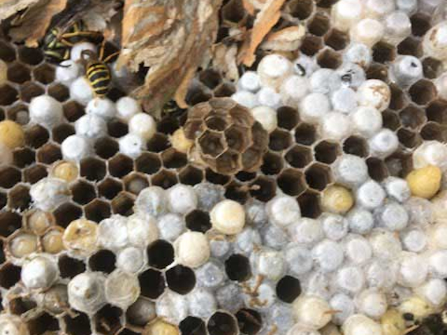 Yellow Jacket Removal