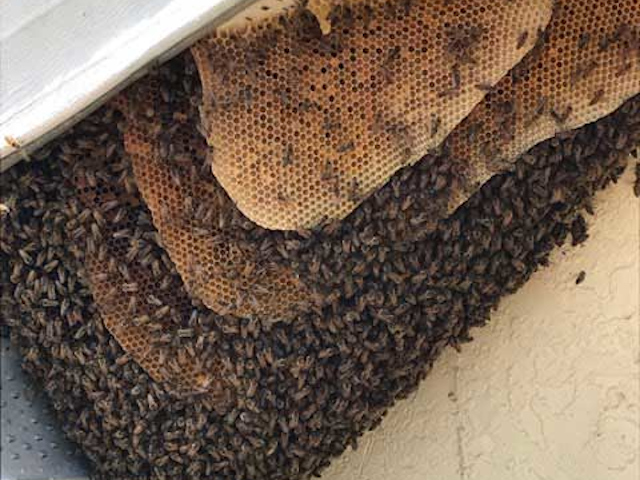 Beehive Removal