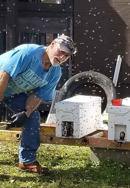 Adventures in Bee Removal and Relocation in Burlington, NC: Relocation From Farmhouse