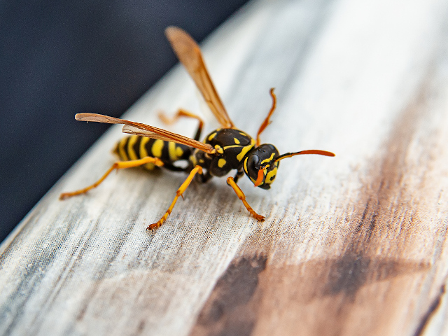 Stinging Insects