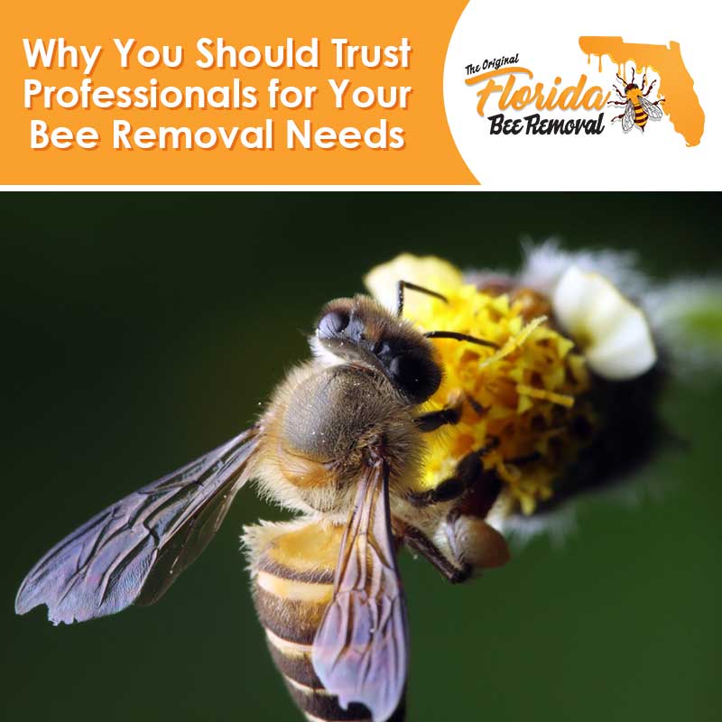 Why You Should Trust Professionals for Your Bee Removal Needs