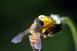 Why You Should Trust Professionals for Your Bee Removal Needs