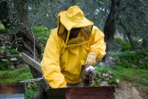 Why You Should Hire a Bee Specialist to Remove Bees from Your Property