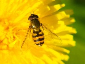 Bee Removal and Relocation Vs. Extermination