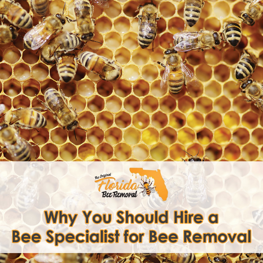 Why You Should Hire a Bee Specialist to Remove Bees from Your Property