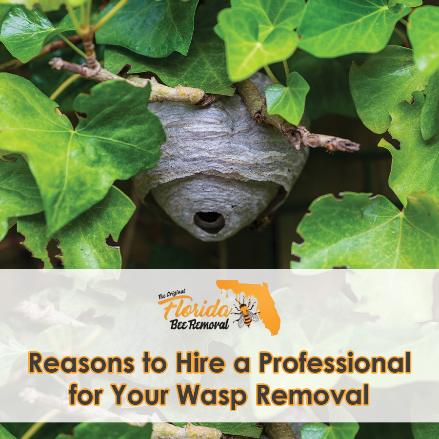 Reasons to Hire a Professional for Your Wasp Removal