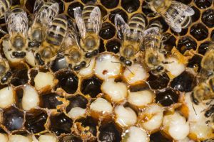Signs That You Need Honey Bee Removal Services