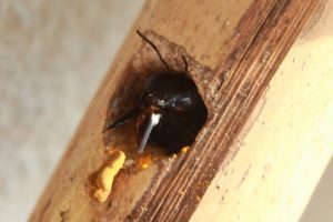 How to Tell if You Need Carpenter Bee Removal Services