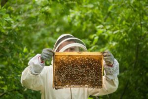 Why Bee Relocation is Better than Extermination