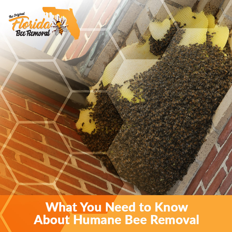 What You Need to Know About Humane Bee Removal