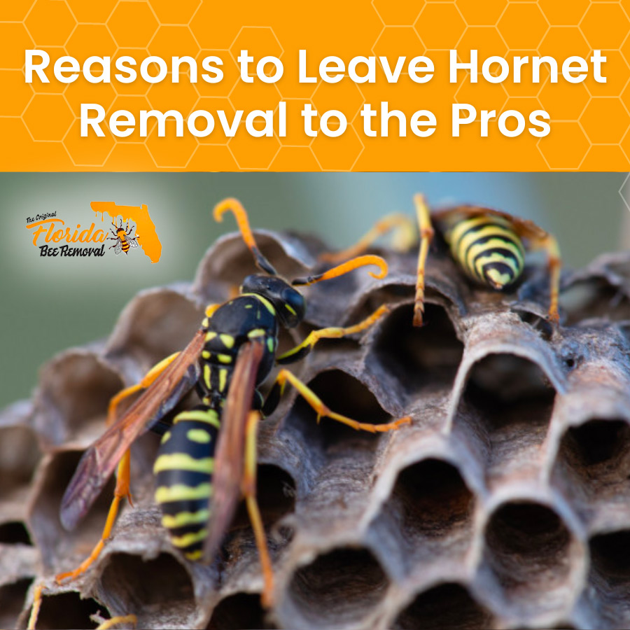Reasons to Leave Hornet Removal to the Pros