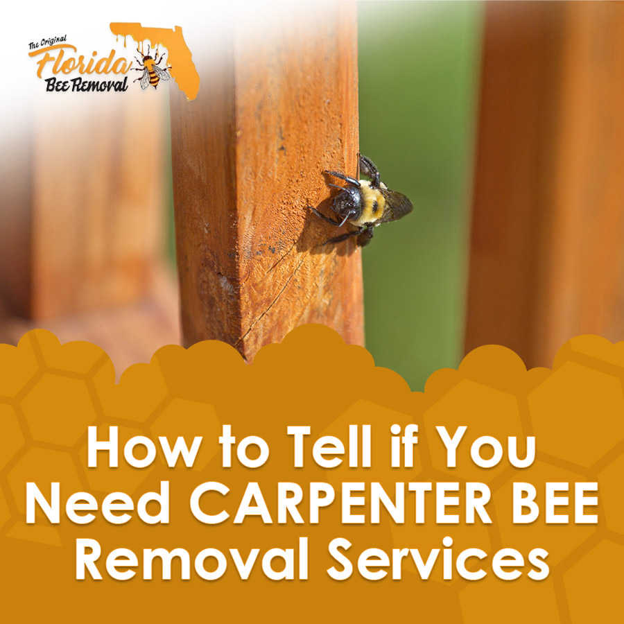 How to Tell if You Need Carpenter Bee Removal Services | Florida Bee ...