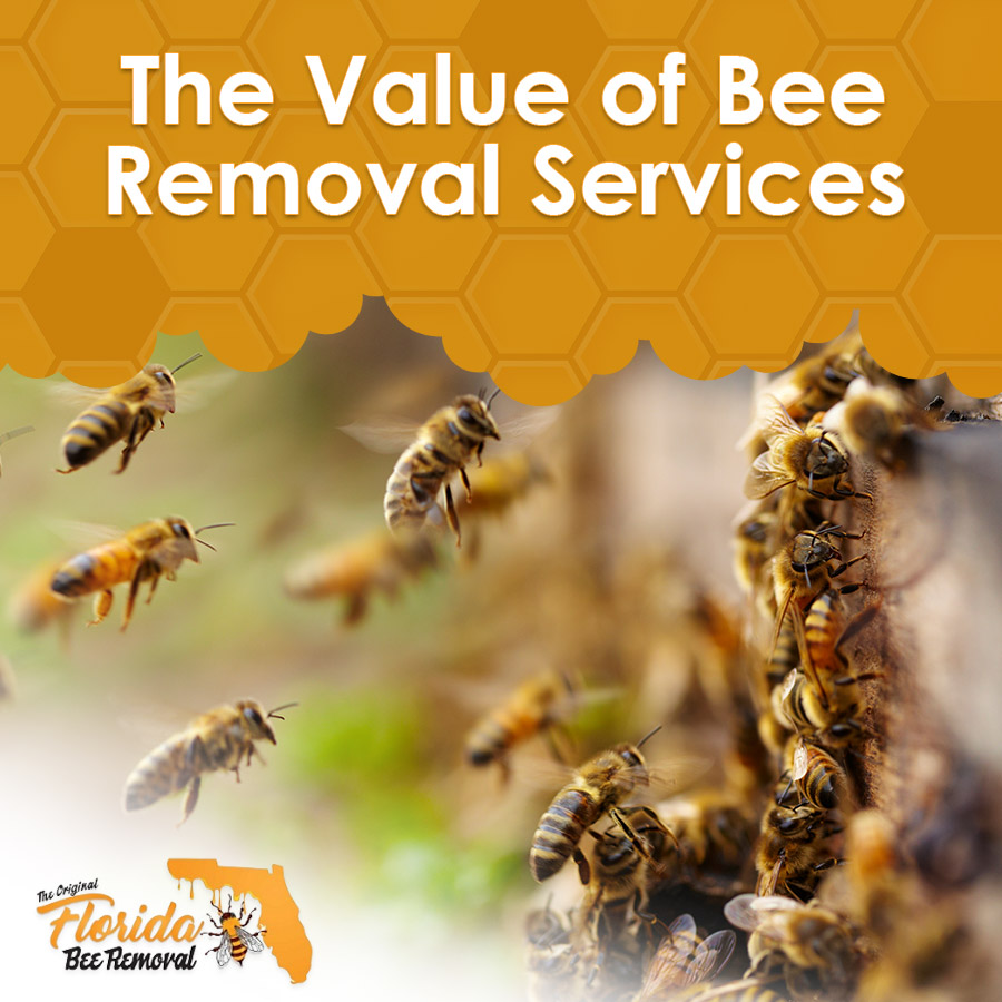 The Value of Bee Removal Services
