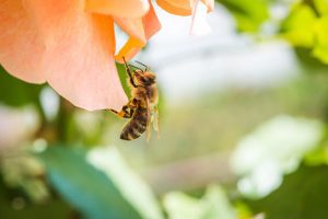 The Value of Bee Removal Services