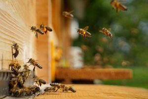 Tips for Hiring the Best Professional Bee Removal Company