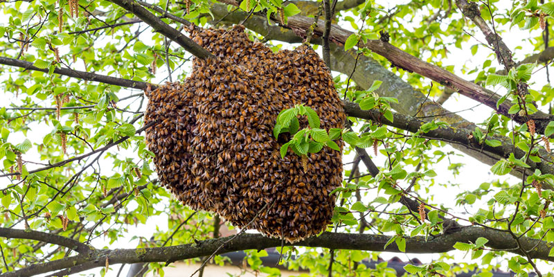 The Dangers of DIY Beehive Removal