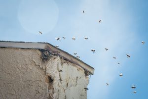 What to Do When You Have Bees Nesting in Your House