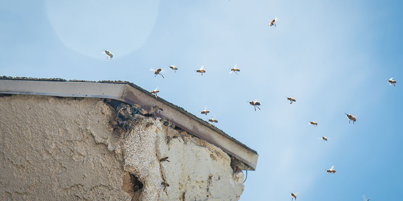 What to Do When You Have Bees Nesting in Your House 