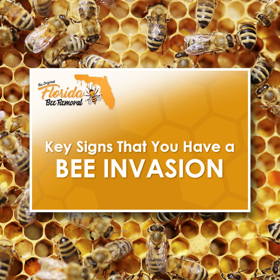 Key Signs That You Have a Bee Invasion