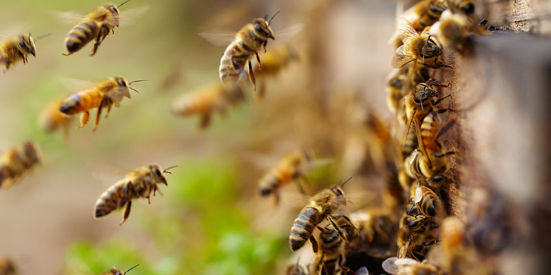 Key Signs That You Have a Bee Invasion