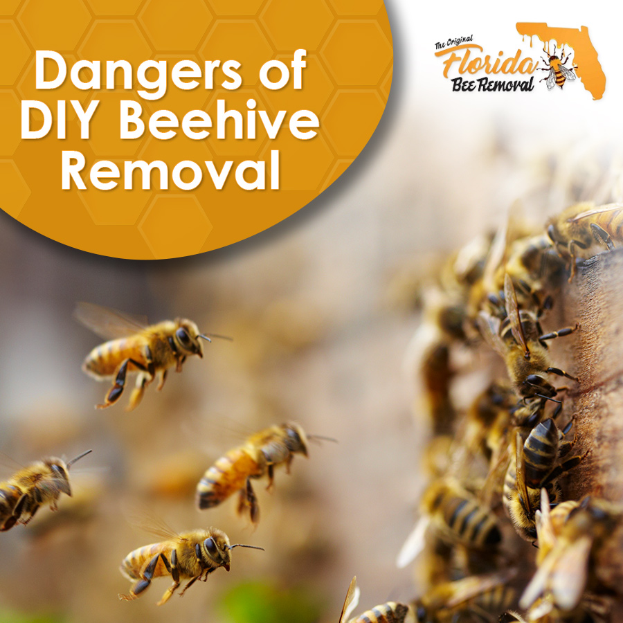 The Dangers of DIY Beehive Removal | Florida Bee Removal