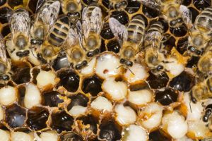 What to Do if You Have a Bee Infestation