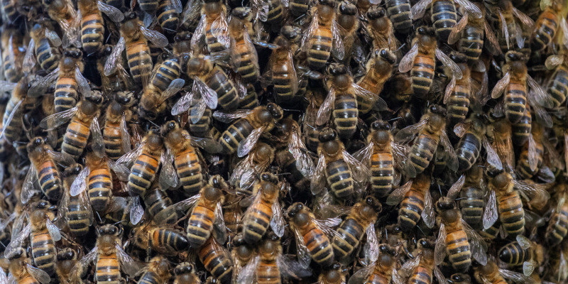 Three Signs That You Need Bee Removal