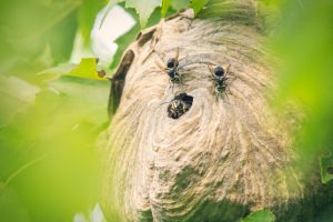 How to Stay Safe During a Hornet Nest Removal