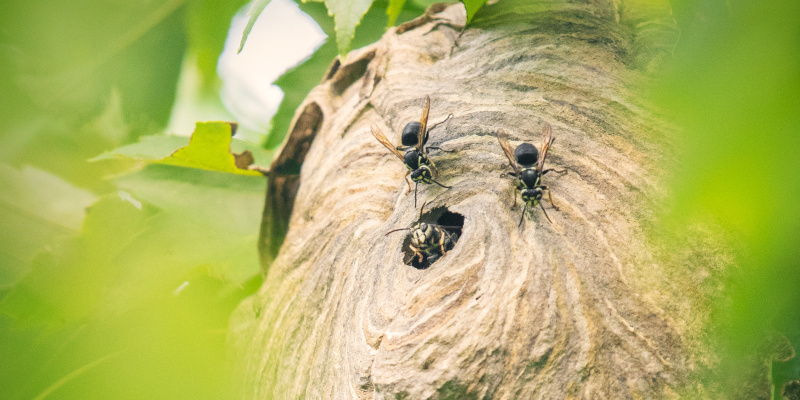 How to Stay Safe During a Hornet Nest Removal