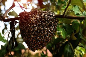 The Best Bee Removal Practices