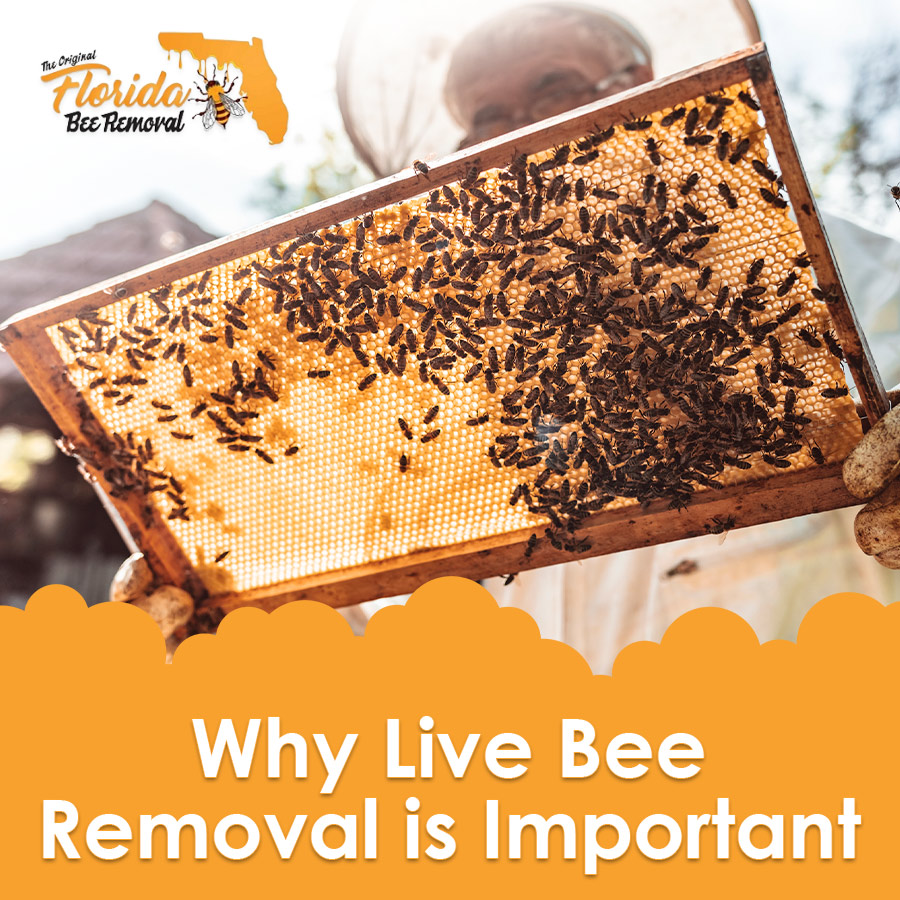 Why Live Bee Removal is Important