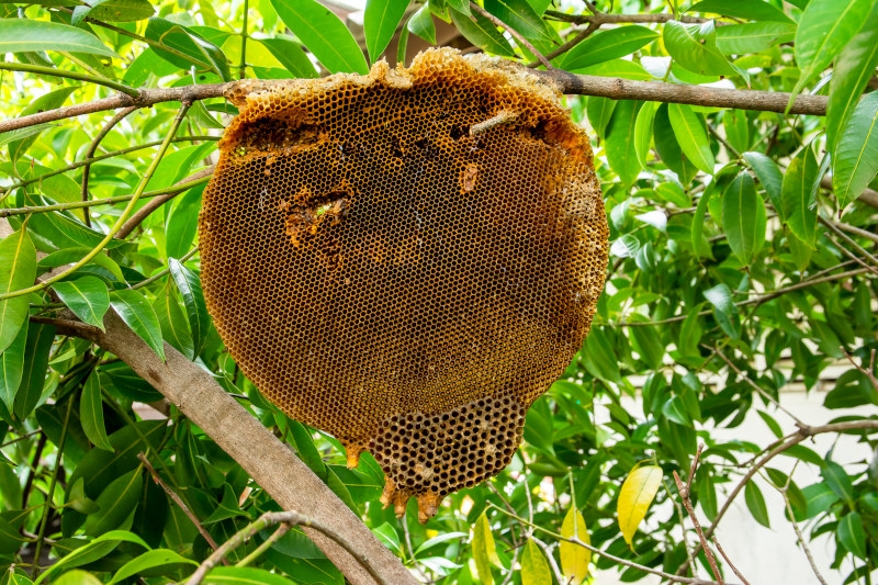We provide safe, humane relocation of bees.