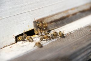 Practical Arguments for Humane Bee Removal