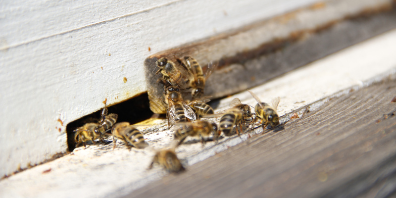Practical Arguments for Humane Bee Removal