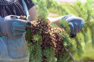 Reasons to Use Live Bee Removal Services