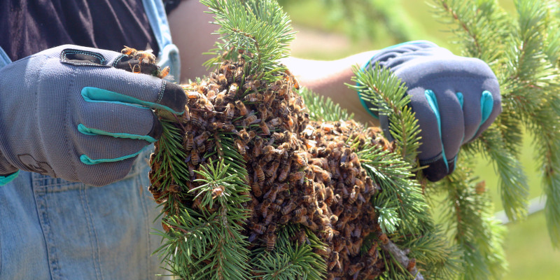 Reasons to Use Live Bee Removal Services