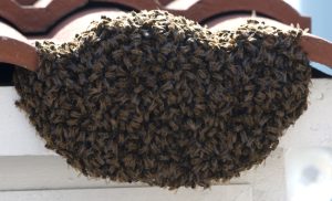 What You Need to Know About Bee Swarm Removal