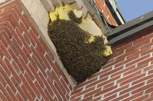 How to Tell if You Need Honey Bee Removal