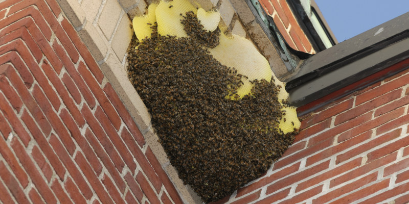 How to Tell if You Need Honey Bee Removal