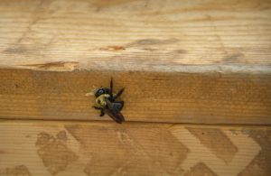 What Everyone Should Know About Carpenter Bee Removal