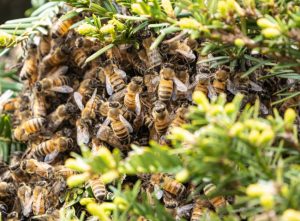 3 Things About Honey Bee Removal to Keep in Mind