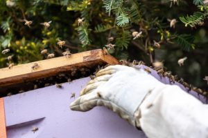 How Does Bee Relocation Work?