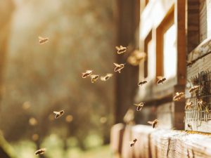 3 Things to Do While Waiting for Your Bee Removal Appointment