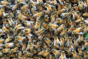 What Exactly Are Bee Swarms?