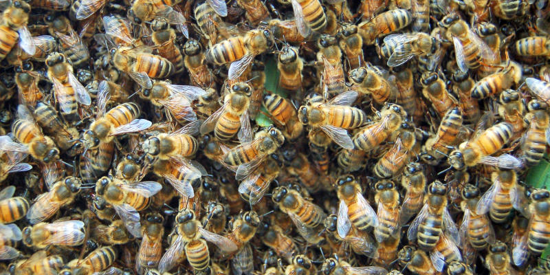 What Exactly Are Bee Swarms?