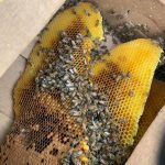 Bee Removal Cost