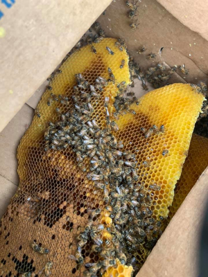 Bee Removal Cost in Fort Myers, Florida