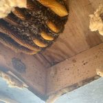 Bees Nesting in House Walls in Lakeland, Florida